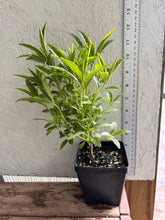 Load image into Gallery viewer, Home & Garden Leonotis leonurus or Lionstail pint plant White Southern Flower Garden