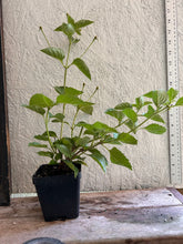 Load image into Gallery viewer, Lantana camera Dallas Red Pint Plant Southern Flower Garden Southern Flower Garden