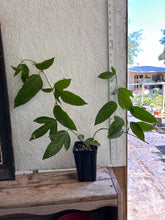 Load image into Gallery viewer, Passiflora edulis var flavicarpa Sweet Sunrise pint plant Southern Flower Garden Southern Flower Garden
