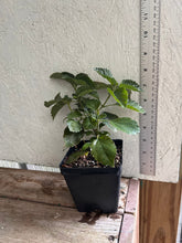 Load image into Gallery viewer, Lantana camera Dallas Red Pint Plant Southern Flower Garden Southern Flower Garden