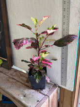 Load image into Gallery viewer, Home & Garden Hibiscus rosa-sinsensis Cooperii Pint Plant Variegated Hibiscus Southern Flower Garden Southern Flower Garden