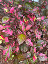 Load image into Gallery viewer, Home & Garden Hibiscus rosa-sinsensis Cooperii Pint Plant Variegated Hibiscus Southern Flower Garden Southern Flower Garden