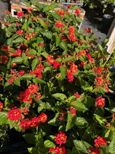Load image into Gallery viewer, Lantana camera Dallas Red Pint Plant Southern Flower Garden Southern Flower Garden