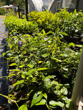Load image into Gallery viewer, Blue Sky Vine Thunbergia grandiflora Plant Southern Flower Garden Southern Flower Garden