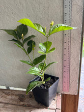Load image into Gallery viewer, Jasmine Sambac Maid of Orleans Arabian Jasmine Pint Plant Southern Flower Garden Southern Flower Garden