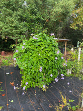 Load image into Gallery viewer, Blue Sky Vine Thunbergia grandiflora Plant Southern Flower Garden Southern Flower Garden