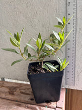 Load image into Gallery viewer, Cuphea Llavea Batface Plant Southern Flower Garden Southern Flower Garden