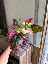 Load image into Gallery viewer, Home & Garden Hibiscus rosa-sinsensis Cooperii Pint Plant Variegated Hibiscus Southern Flower Garden Southern Flower Garden