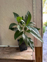 Load image into Gallery viewer, Justicia carnea or Flamingo Flower Brazillian Plume Plant Southern Flower Garden Southern Flower Garden