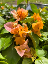 Load image into Gallery viewer, Plants Bougainvillea California Gold Pint Plant Southern Flower Garden Southern Flower Garden