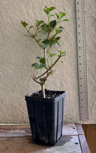 Load image into Gallery viewer, Home & Garden Lantana Pink Caprice Plant Southern Flower Garden Southern Flower Garden
