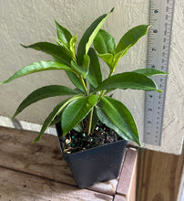 Load image into Gallery viewer, Allamanda cathartica var. hendersonii Brown Bud Pint Plant Southern Flower Garden Southern Flower Garden