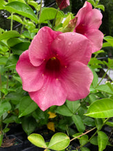 Load image into Gallery viewer, Allamanda cathartica Cherries Jubilee quart plant Southern Flower Garden Southern Flower Garden