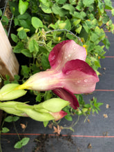 Load image into Gallery viewer, Allamanda cathartica Cherries Jubilee quart plant Southern Flower Garden Southern Flower Garden