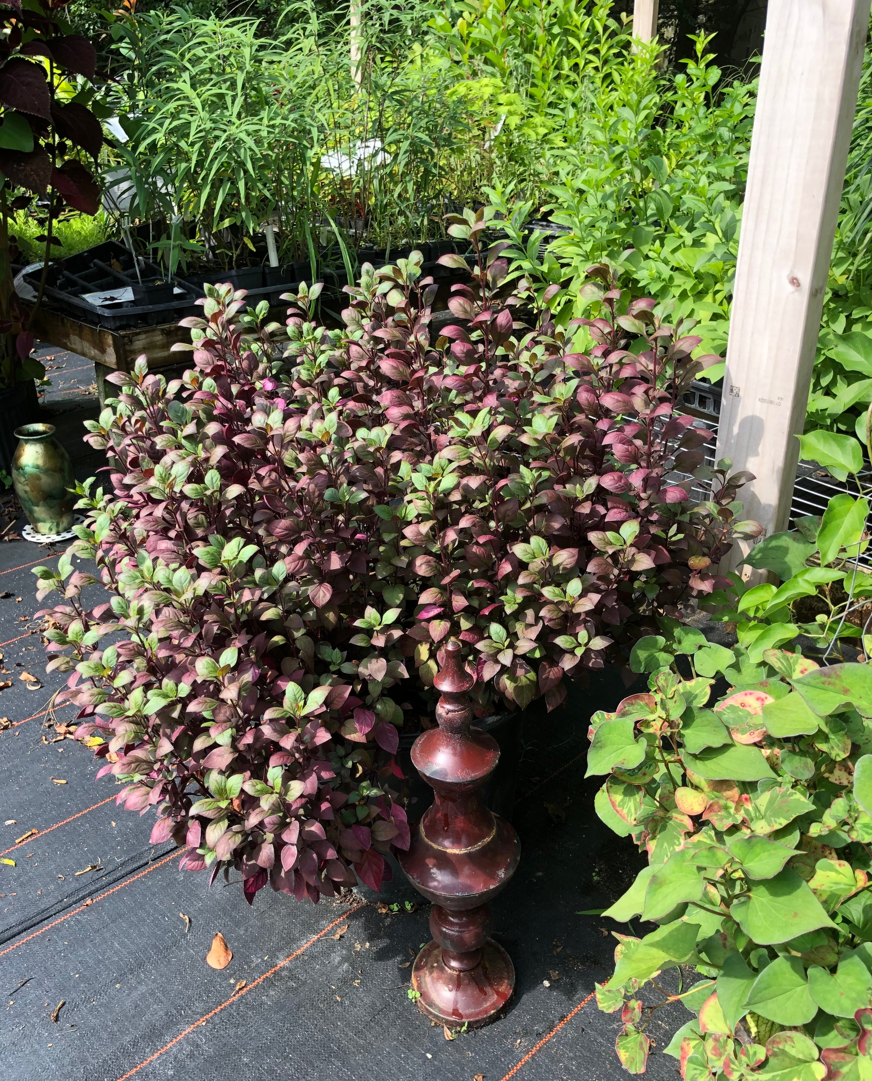 rubies plant Alternanthera Ruby Red Joseph's coat or Parrot Leaf pint plant – Southern  Flower Garden