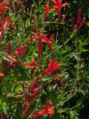 Anisacanthus quadrifidus wrightii or Hummingbird shrub pint plant Southern Flower Garden  Southern Flower Garden
