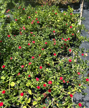 Load image into Gallery viewer, Aptenia Red Apple Baby Sun Rose succulent ground cover pint plant Southern Flower Garden Southern Flower Garden