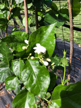 Load image into Gallery viewer, Jasmine Sambac Arabian Jasmine Pint Plant Southern Flower Garden Southern Flower Garden