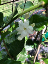 Load image into Gallery viewer, Jasmine Sambac Arabian Jasmine Pint Plant Southern Flower Garden  Southern Flower Garden
