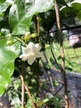 Load image into Gallery viewer, Jasmine Sambac Arabian Jasmine Pint Plant Southern Flower Garden Southern Flower Garden