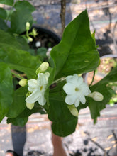 Load image into Gallery viewer, Jasmine Sambac Arabian Jasmine Pint Plant Southern Flower Garden Southern Flower Garden
