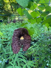 Load image into Gallery viewer, Aristolochia gigantea Dutchmans Pipevine Pint Plant Southern Flower Garden Southern Flower Garden