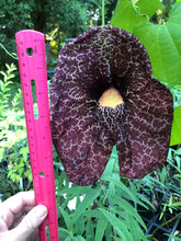 Load image into Gallery viewer, Aristolochia gigantea Dutchmans Pipevine Pint Plant Southern Flower Garden Southern Flower Garden