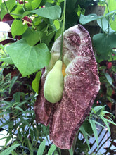Load image into Gallery viewer, Aristolochia gigantea Dutchmans Pipevine Pint Plant Southern Flower Garden Southern Flower Garden