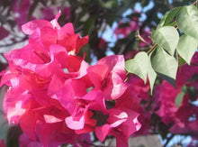 Load image into Gallery viewer, Bougainvillea Barbara Karst Pint Plant Southern Flower Garden Southern Flower Garden