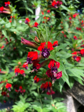 Load image into Gallery viewer, Cuphea Llavea Batface Pint Plant Southern Flower Garden  Southern Flower Garden