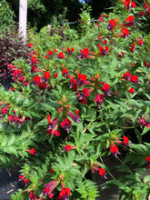 Load image into Gallery viewer, Cuphea Llavea Batface Pint Plant Southern Flower Garden  Southern Flower Garden