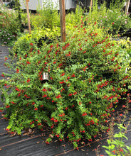 Load image into Gallery viewer, Cuphea Llavea Batface Pint Plant Southern Flower Garden  Southern Flower Garden