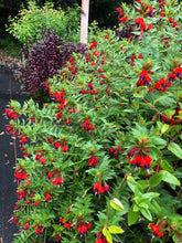 Load image into Gallery viewer, Cuphea Llavea Batface Pint Plant Southern Flower Garden  Southern Flower Garden