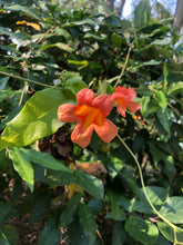 Load image into Gallery viewer, Jekyll Crossvine or Bignonia capreolata Pint Plant Southern Flower Garden Southern Flower Garden