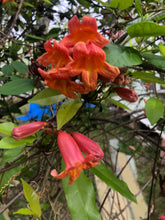 Load image into Gallery viewer, Jekyll Crossvine or Bignonia capreolata Pint Plant Southern Flower Garden Southern Flower Garden