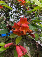 Load image into Gallery viewer, Jekyll Crossvine or Bignonia capreolata Pint Plant Southern Flower Garden Southern Flower Garden