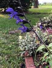 Load image into Gallery viewer, Salvia guaranitica Black and Blue Salvia Pint Plant Southern Flower Garden Southern Flower Garden