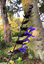 Load image into Gallery viewer, Salvia guaranitica Black and Blue Salvia Pint Plant Southern Flower Garden Southern Flower Garden