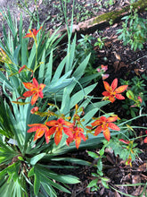 Load image into Gallery viewer, Plants Belamcanda chinensis Blackberry Lily Quart Plant White Southern Flower Garden