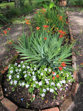 Load image into Gallery viewer, Plants Belamcanda chinensis Blackberry Lily Quart Plant White Southern Flower Garden