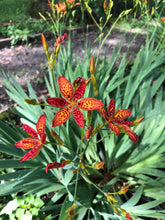Load image into Gallery viewer, Plants Belamcanda chinensis Blackberry Lily Quart Plant White Southern Flower Garden
