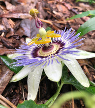Load image into Gallery viewer, Home & Garden Passiflora caerulea Blue Crown Pint Plant Does not apply Southern Flower Garden