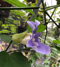 Load image into Gallery viewer, Blue Sky Vine Thunbergia grandiflora Plant Southern Flower Garden  Southern Flower Garden
