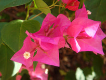 Load image into Gallery viewer, Bougainvillea Barbara Karst Pint Plant Southern Flower Garden Southern Flower Garden