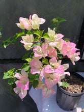 Load image into Gallery viewer, Thai Delight Bougainvillea pastel pink and white Pint Plant Southern Flower Garden Southern Flower Garden