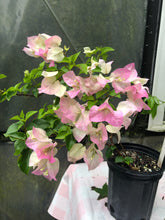 Load image into Gallery viewer, Thai Delight Bougainvillea pastel pink and white Pint Plant Southern Flower Garden Southern Flower Garden