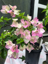 Load image into Gallery viewer, Thai Delight Bougainvillea pastel pink and white Pint Plant Southern Flower Garden Southern Flower Garden