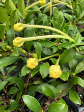 Load image into Gallery viewer, Plants Lady of the Night Brunfelsia americana Pint Plant Southern Flower Garden Southern Flower Garden