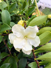 Load image into Gallery viewer, Plants Lady of the Night Brunfelsia americana Pint Plant Southern Flower Garden Southern Flower Garden