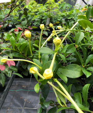 Load image into Gallery viewer, Plants Lady of the Night Brunfelsia americana Pint Plant Southern Flower Garden Southern Flower Garden